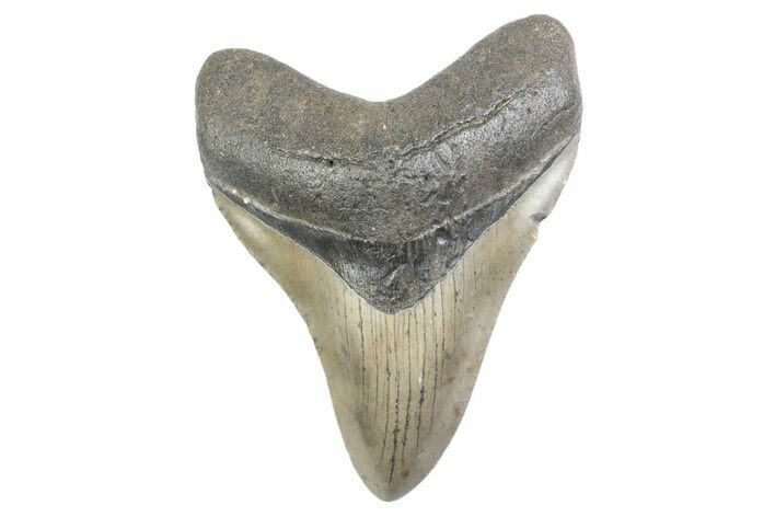 Fossil Megalodon Tooth - North Carolina #378085